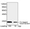 Thioredoxin antibody, LS-C51078, Lifespan Biosciences, Western Blot image 
