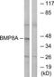 Bone Morphogenetic Protein 8a antibody, TA316388, Origene, Western Blot image 