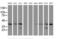UBE2J1 antibody, MA5-26022, Invitrogen Antibodies, Western Blot image 