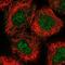 Archaelysin Family Metallopeptidase 2 antibody, NBP1-85996, Novus Biologicals, Immunofluorescence image 