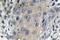 Coatomer Protein Complex Subunit Zeta 1 antibody, LS-C177448, Lifespan Biosciences, Immunohistochemistry frozen image 