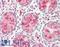 Cystatin C antibody, LS-B12301, Lifespan Biosciences, Immunohistochemistry paraffin image 
