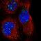 Synaptotagmin Like 3 antibody, PA5-56514, Invitrogen Antibodies, Immunofluorescence image 