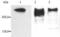 MAP2 antibody, LS-B1871, Lifespan Biosciences, Western Blot image 