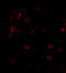 DISC1 Scaffold Protein antibody, A00750, Boster Biological Technology, Immunofluorescence image 