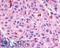 Relaxin-3 receptor 1 antibody, LS-A1742, Lifespan Biosciences, Immunohistochemistry frozen image 