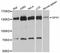 Signal-Induced Proliferation-Associated 1 antibody, abx126551, Abbexa, Western Blot image 