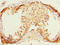 Endoplasmic Reticulum Metallopeptidase 1 antibody, LS-C675724, Lifespan Biosciences, Immunohistochemistry paraffin image 