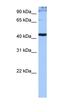 Serine And Arginine Rich Splicing Factor 6 antibody, orb324881, Biorbyt, Western Blot image 