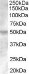 Estrogen Related Receptor Gamma antibody, TA302478, Origene, Western Blot image 