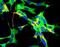 GAPDH antibody, MA1-16757, Invitrogen Antibodies, Immunofluorescence image 