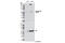 SRC Proto-Oncogene, Non-Receptor Tyrosine Kinase antibody, 5473S, Cell Signaling Technology, Western Blot image 