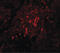 Breast Carcinoma Amplified Sequence 4 antibody, LS-B4634, Lifespan Biosciences, Immunofluorescence image 