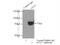 Glutamate-Cysteine Ligase Catalytic Subunit antibody, 12601-1-AP, Proteintech Group, Immunoprecipitation image 