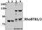 Rho-related BTB domain-containing protein 2 antibody, A08572T85, Boster Biological Technology, Western Blot image 