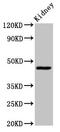 Cytochrome C Oxidase Assembly Homolog COX15 antibody, CSB-PA759167LA01HU, Cusabio, Western Blot image 
