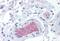 IF antibody, MBS245037, MyBioSource, Immunohistochemistry paraffin image 