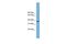 ATF4 antibody, PA5-68802, Invitrogen Antibodies, Western Blot image 