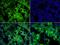 Macrophage Receptor With Collagenous Structure antibody, orb6345, Biorbyt, Immunofluorescence image 