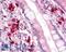 Trefoil Factor 2 antibody, LS-A9841, Lifespan Biosciences, Immunohistochemistry frozen image 