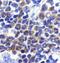 Death Associated Protein Kinase 2 antibody, GTX28404, GeneTex, Immunohistochemistry paraffin image 