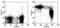 Sialophorin antibody, 13-0431-81, Invitrogen Antibodies, Flow Cytometry image 