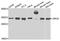 Origin Recognition Complex Subunit 6 antibody, A7966, ABclonal Technology, Western Blot image 