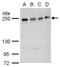 Ankyrin Repeat Domain 26 antibody, PA5-78425, Invitrogen Antibodies, Western Blot image 