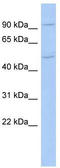 Mastermind Like Domain Containing 1 antibody, TA335712, Origene, Western Blot image 