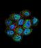TSPY Like 6 antibody, LS-C160278, Lifespan Biosciences, Immunofluorescence image 