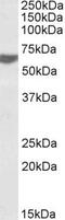 TERF2 Interacting Protein antibody, PA5-19129, Invitrogen Antibodies, Western Blot image 