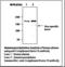 Complement Factor H antibody, LS-B7081, Lifespan Biosciences, Immunoprecipitation image 