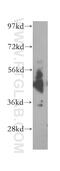 Cell Adhesion Molecule 1 antibody, 51059-1-AP, Proteintech Group, Western Blot image 