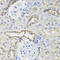 B9 Domain Containing 1 antibody, A10722-1, Boster Biological Technology, Immunohistochemistry paraffin image 