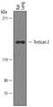 SPARC (Osteonectin), Cwcv And Kazal Like Domains Proteoglycan 2 antibody, BAF2328, R&D Systems, Western Blot image 
