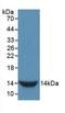 Gonadotropin Releasing Hormone 1 antibody, LS-C302882, Lifespan Biosciences, Western Blot image 