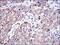 Prohibitin antibody, GTX60495, GeneTex, Immunohistochemistry paraffin image 