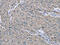 Ezrin antibody, CSB-PA115608, Cusabio, Immunohistochemistry paraffin image 