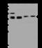IL-12 antibody, 200506-T36, Sino Biological, Western Blot image 
