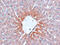 AGTR2 antibody, 5393, ProSci, Immunohistochemistry paraffin image 