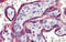 Zinc Finger Protein 165 antibody, 25-280, ProSci, Immunohistochemistry paraffin image 