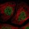 General Transcription Factor IIIA antibody, PA5-52497, Invitrogen Antibodies, Immunofluorescence image 