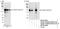 Thyroid Hormone Receptor Associated Protein 3 antibody, NB100-40848, Novus Biologicals, Western Blot image 