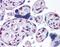 Tumor Protein P53 Binding Protein 1 antibody, NB100-305, Novus Biologicals, Immunohistochemistry frozen image 