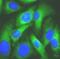 Mitogen-Activated Protein Kinase Kinase 6 antibody, FNab04977, FineTest, Immunofluorescence image 