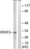 Olfactory Receptor Family 2 Subfamily F Member 2 antibody, TA316113, Origene, Western Blot image 
