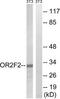 Olfactory Receptor Family 2 Subfamily F Member 2 antibody, TA316113, Origene, Western Blot image 