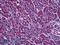 Ataxin 1 antibody, LS-B5679, Lifespan Biosciences, Immunohistochemistry frozen image 