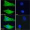 Hyaluronidase 1 antibody, NBP1-00201, Novus Biologicals, Immunofluorescence image 
