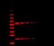 Mouse IgG  Highly Cross-Adsorbed antibody, A32729, Invitrogen Antibodies, Western Blot image 